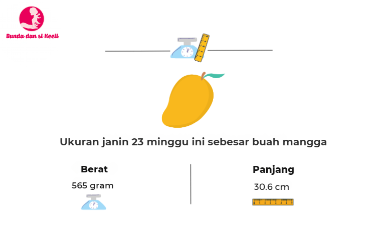 kehamilan 23 minggu, perkembangan janin, tips ibu hamil, perubahan tubuh, pola makan sehat, Bunda, si Kecil